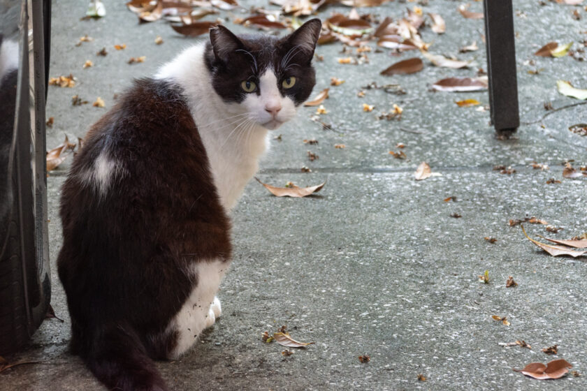 立川市の猫