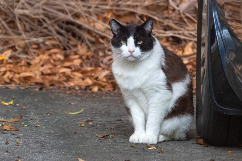 立川市の猫