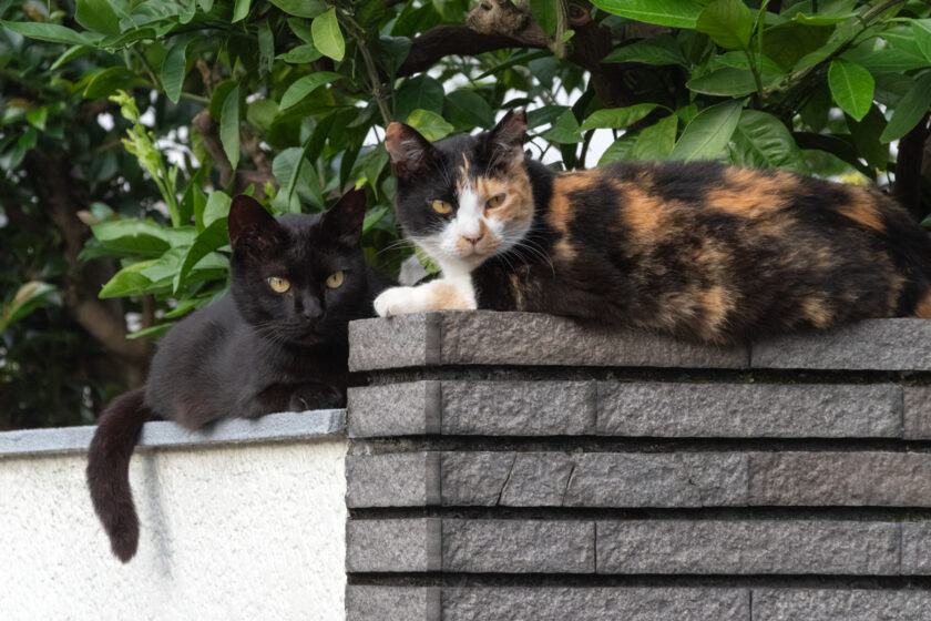 八王子市の猫