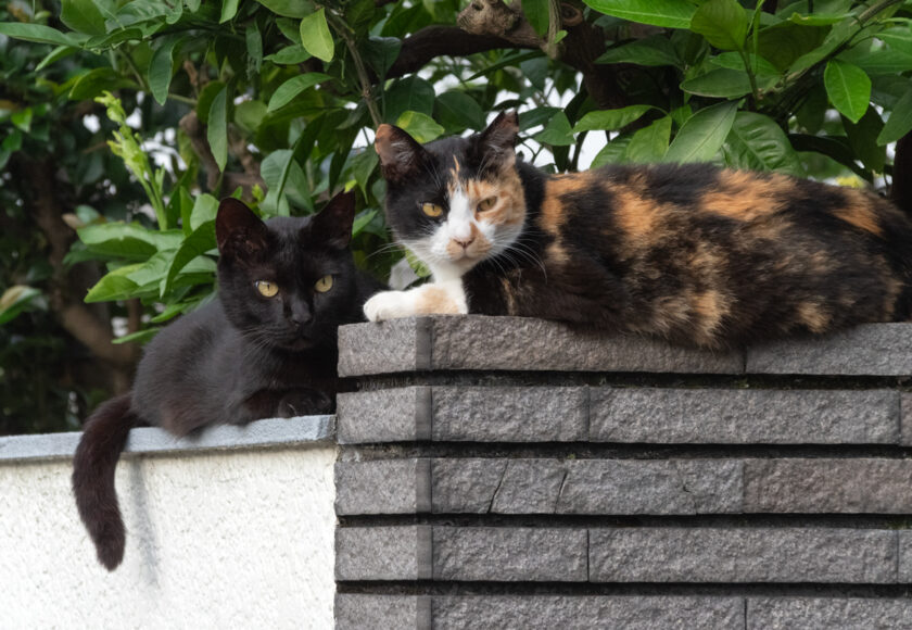 八王子市の猫
