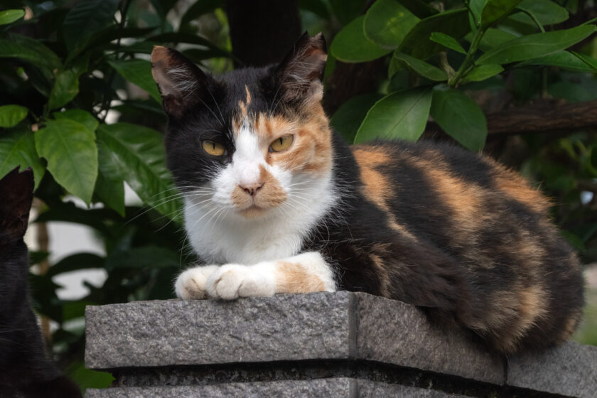 八王子市の猫