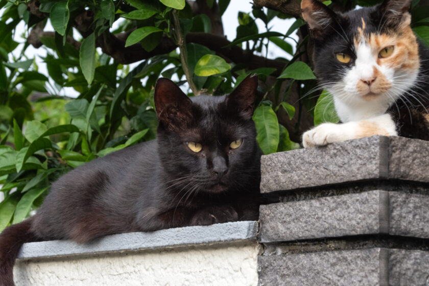 八王子市の猫