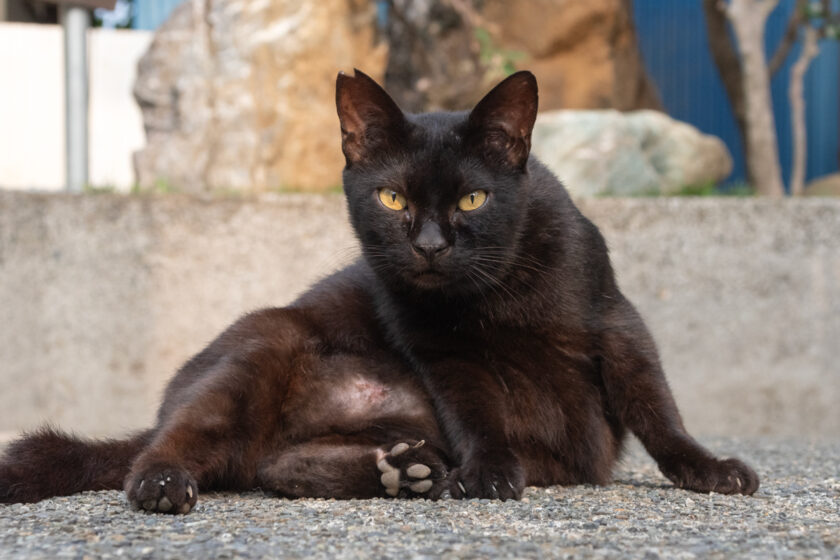 八王子市の猫
