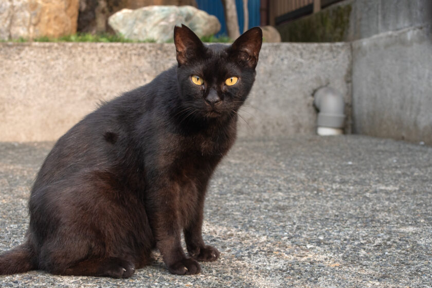 八王子市の猫
