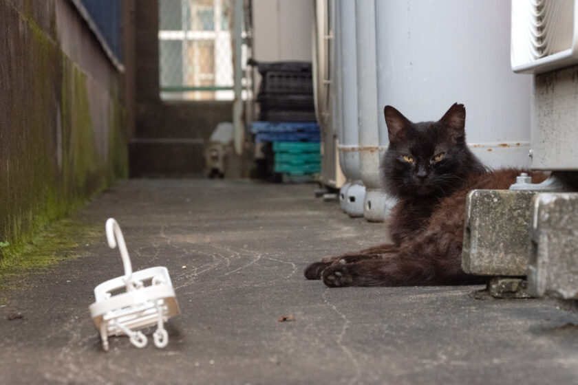 八王子市の猫