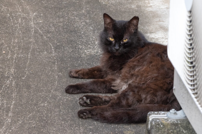 八王子市の猫