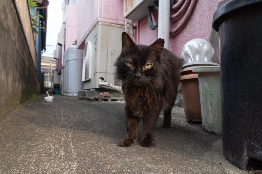 八王子市の猫