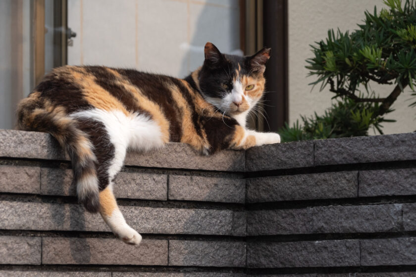 八王子市の猫