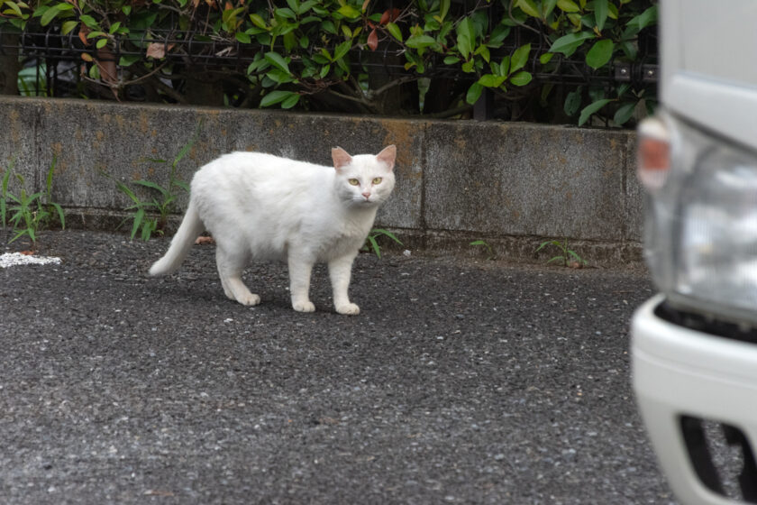 八王子市の猫