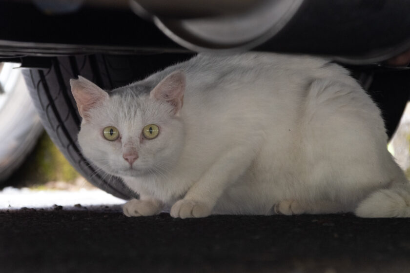 八王子市の猫