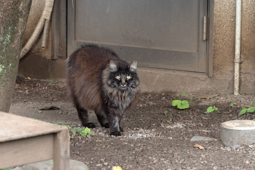日野市の猫