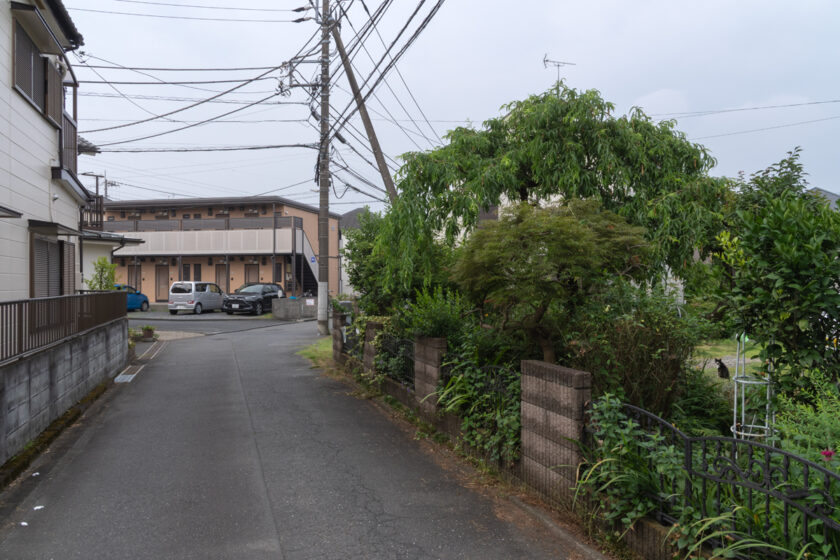 日野市の猫
