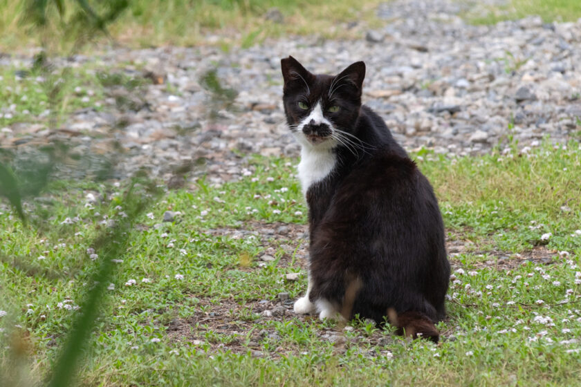 日野市の猫