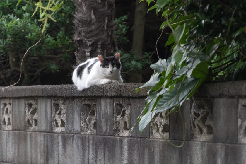 日野市の猫