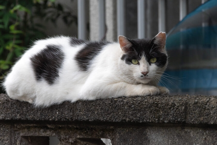 日野市の猫