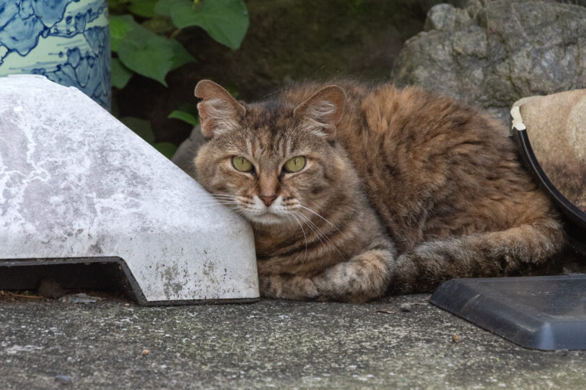 日野市の猫