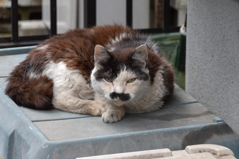 立川市の猫