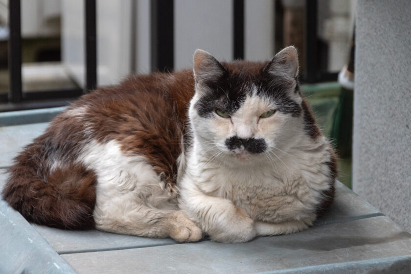立川市の猫