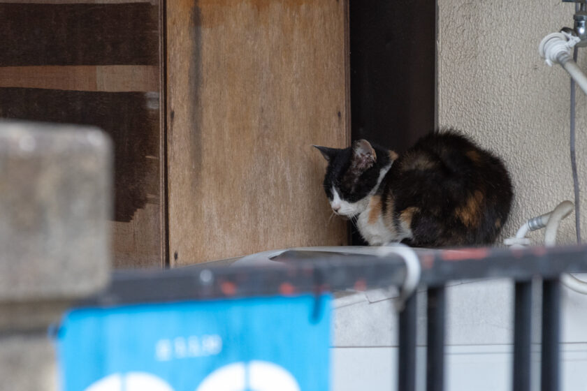 立川市の猫