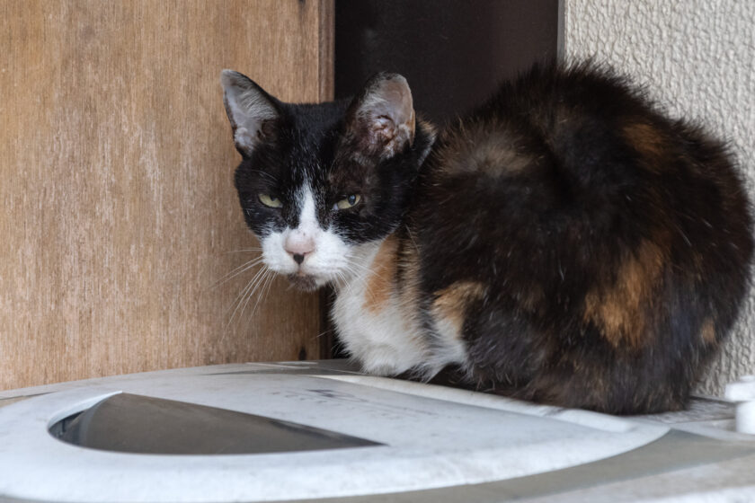 立川市の猫
