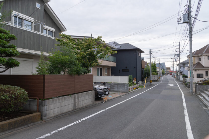 国分寺市の猫