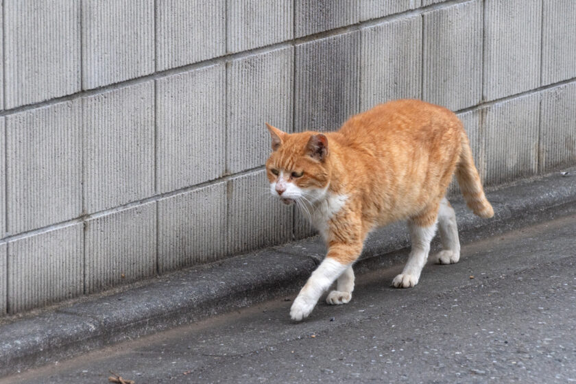 国分寺市の猫