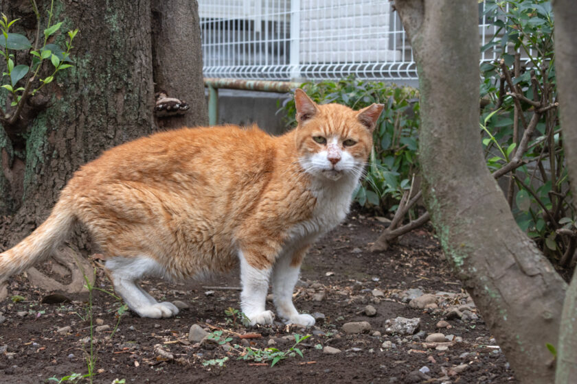 国分寺市の猫