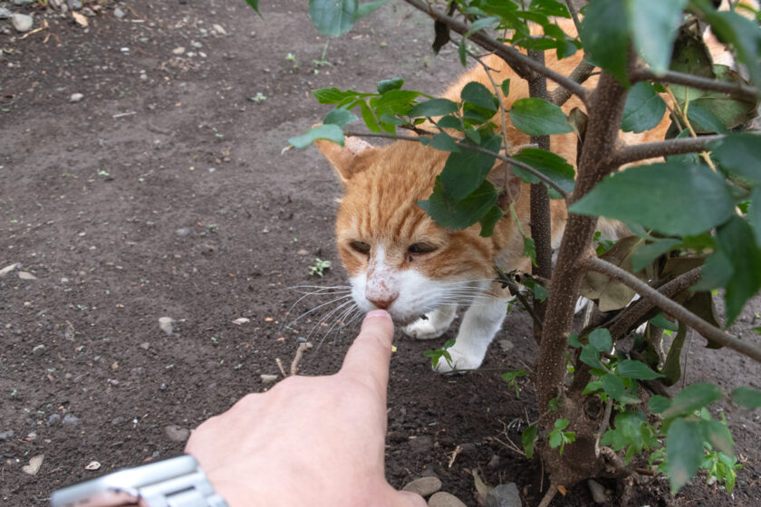 国分寺市の猫
