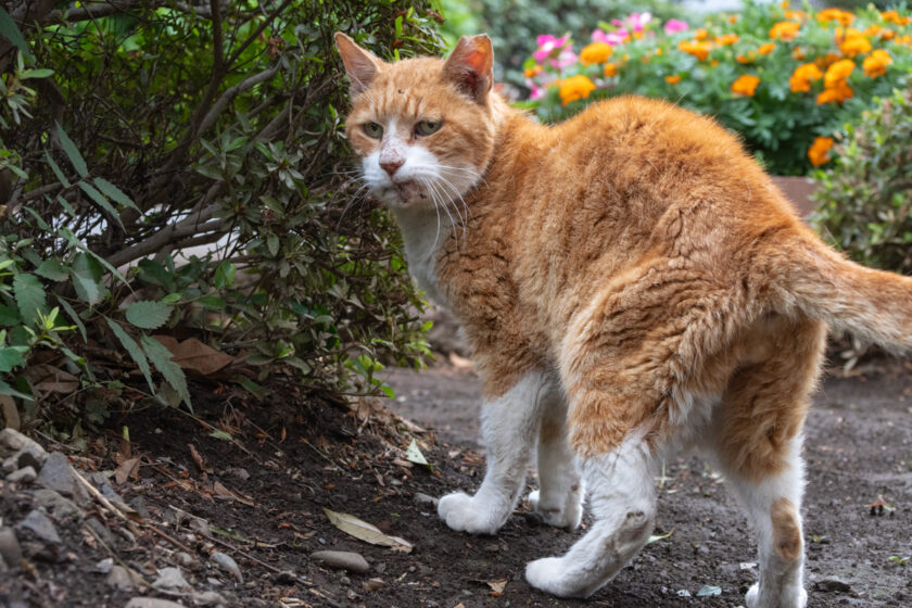 国分寺市の猫