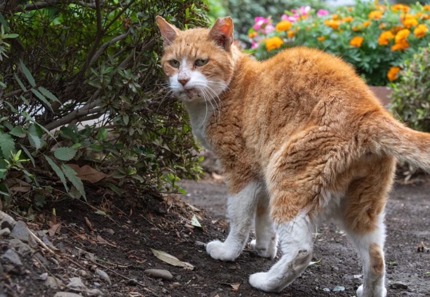 国分寺市の猫