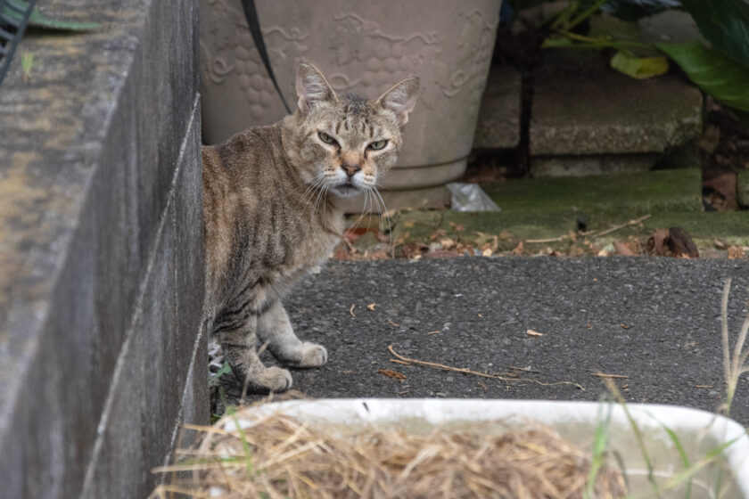 立川市の猫