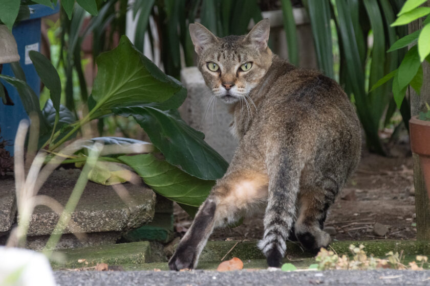 立川市の猫