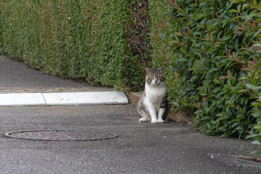 立川市の猫