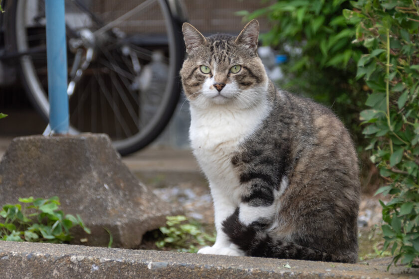 立川市の猫