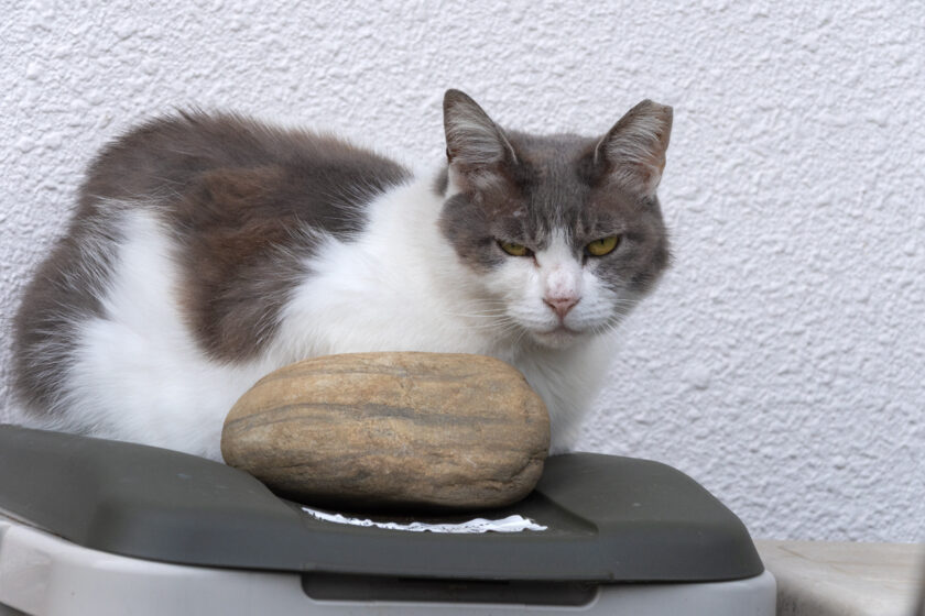 立川市の猫