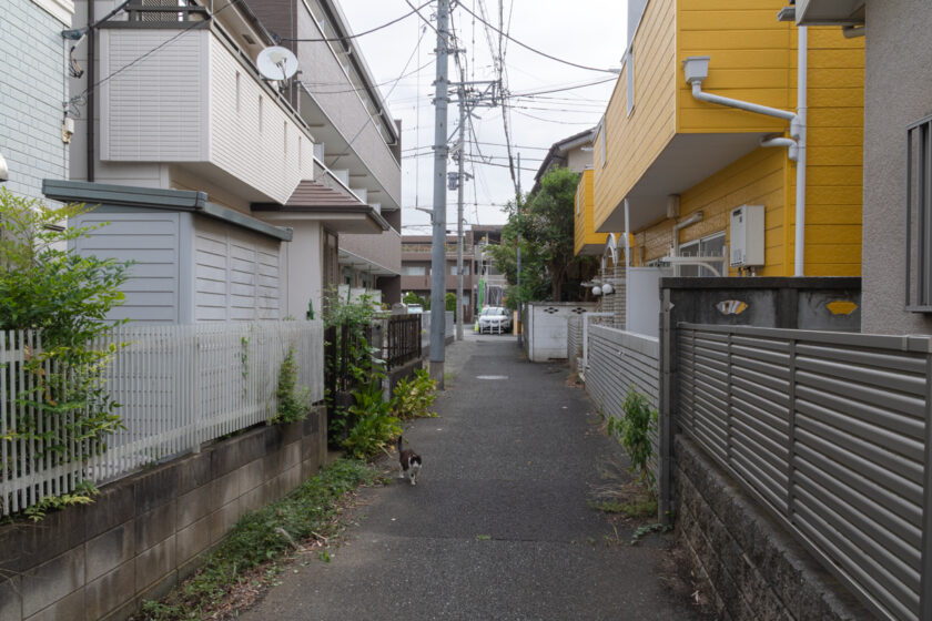 立川市の猫