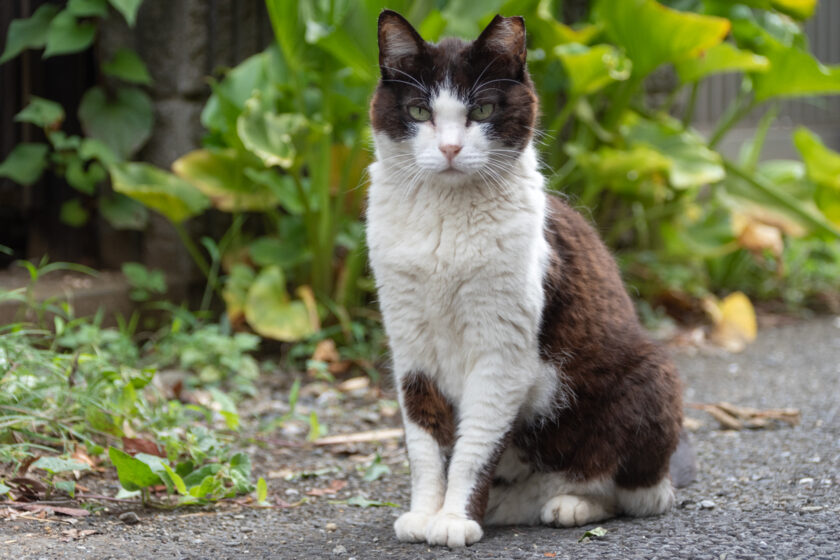 立川市の猫