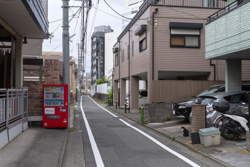 立川市の猫