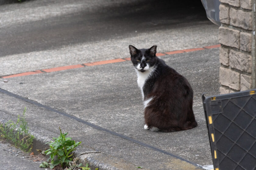 立川市の猫