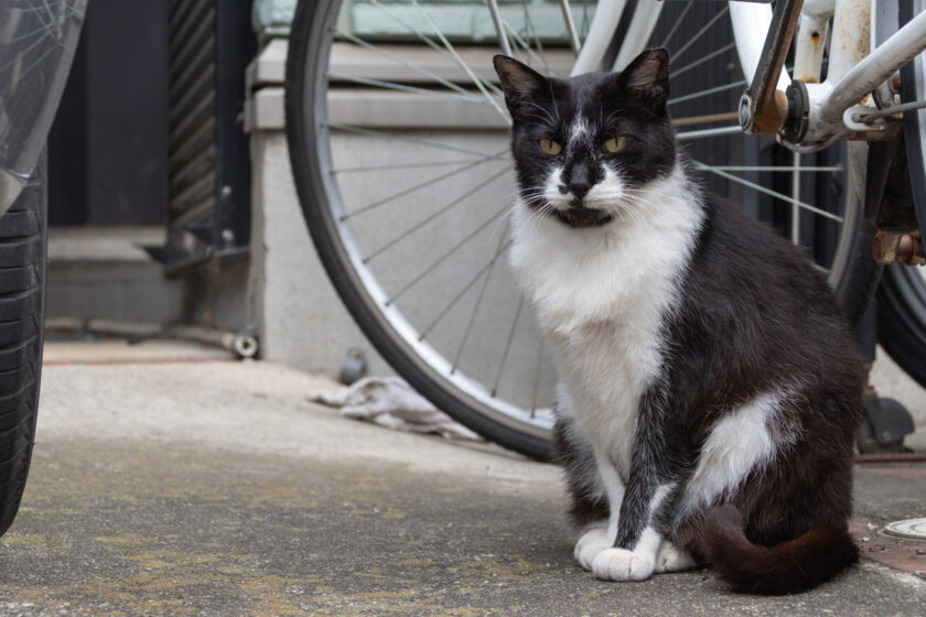 立川市の猫