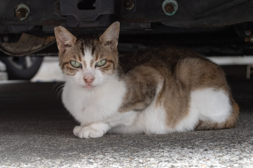 立川市の猫