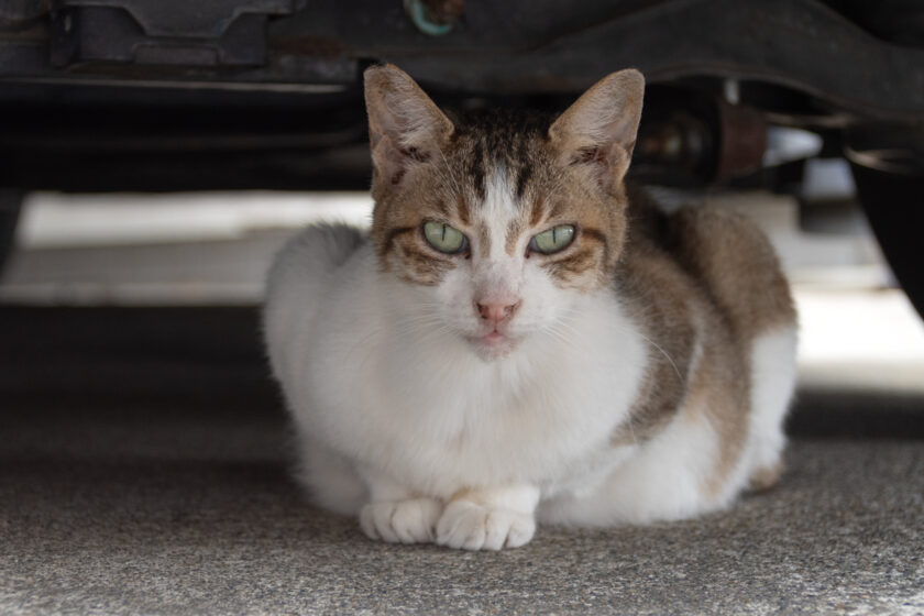 立川市の猫
