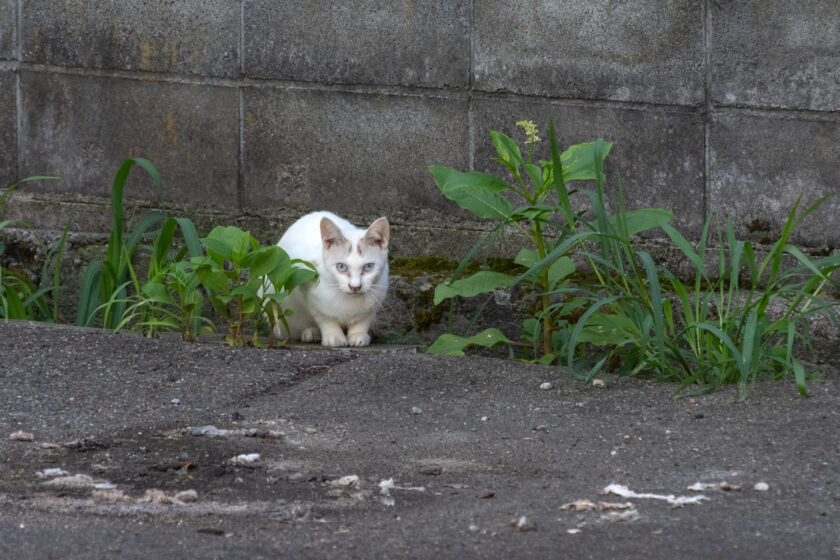 会津若松市の猫