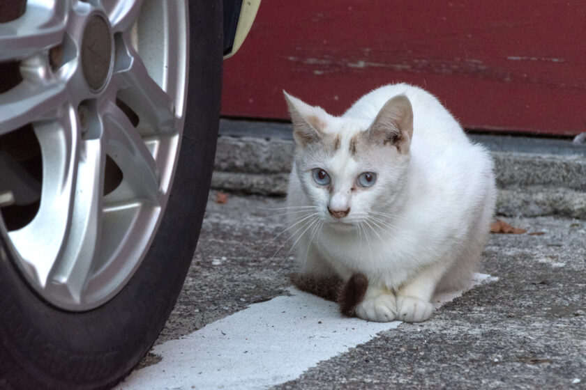 会津若松市の猫