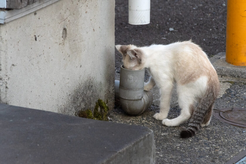 会津若松市の猫