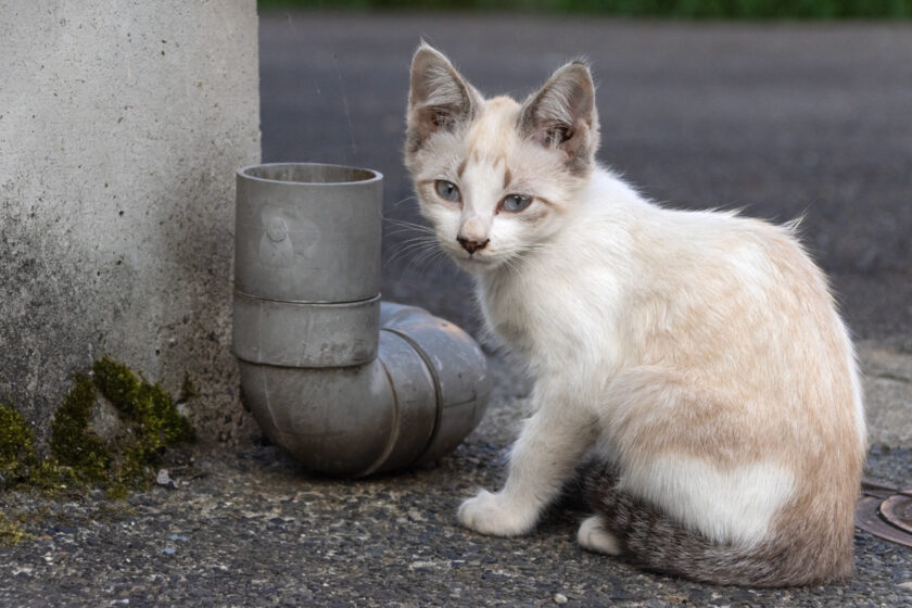 会津若松市の猫