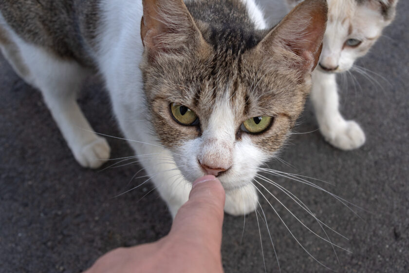 会津若松市の猫