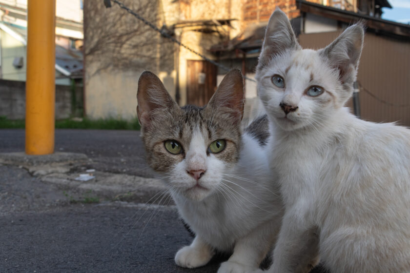 会津若松市の猫