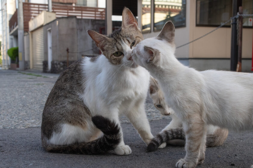 会津若松市の猫