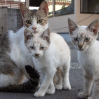 会津若松市の猫